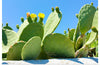 "Flowering Cactus"