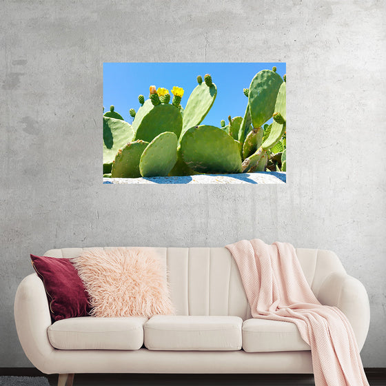 "Flowering Cactus"