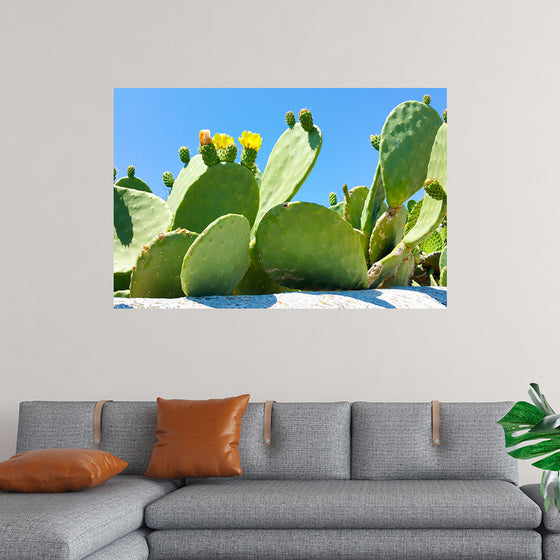 "Flowering Cactus"