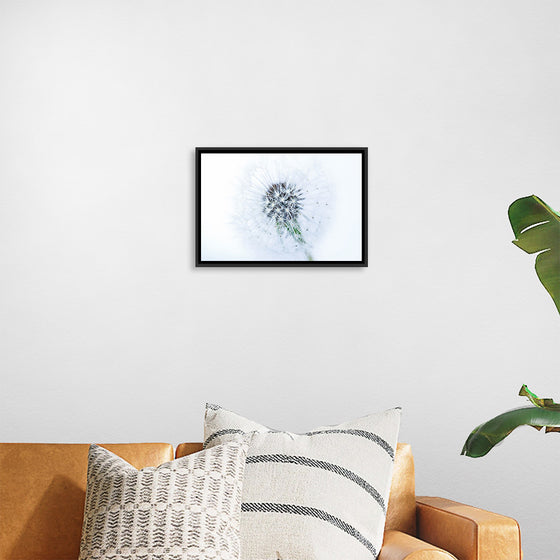 "Dandelion On White Background"