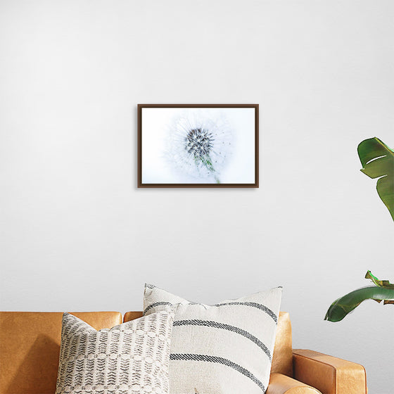 "Dandelion On White Background"