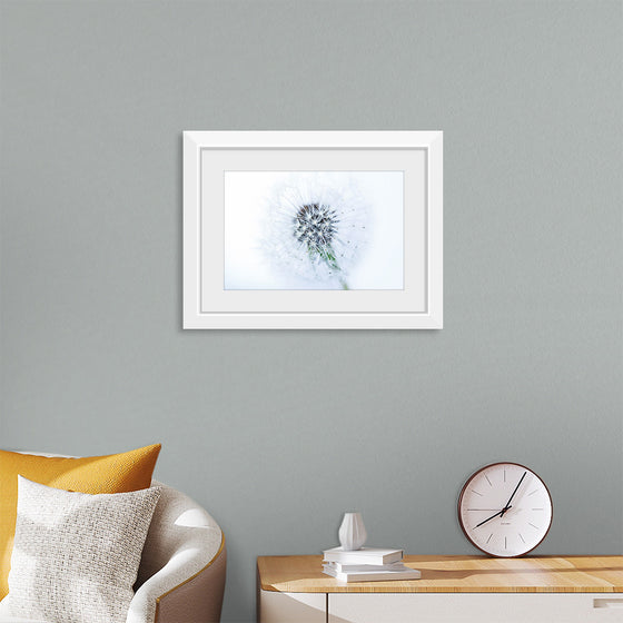 "Dandelion On White Background"