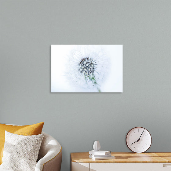 "Dandelion On White Background"