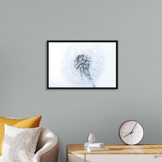 "Dandelion On White Background"