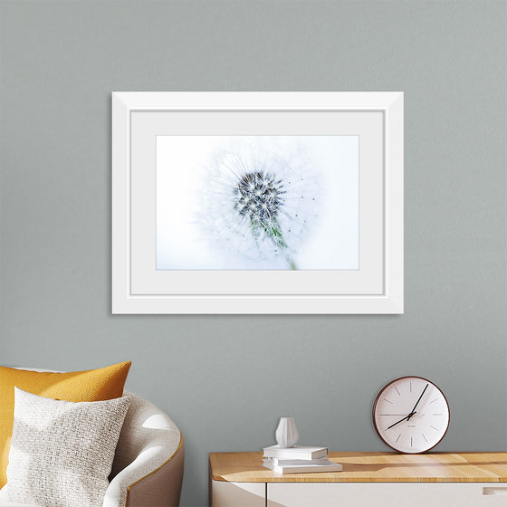 "Dandelion On White Background"