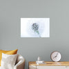 "Dandelion On White Background"