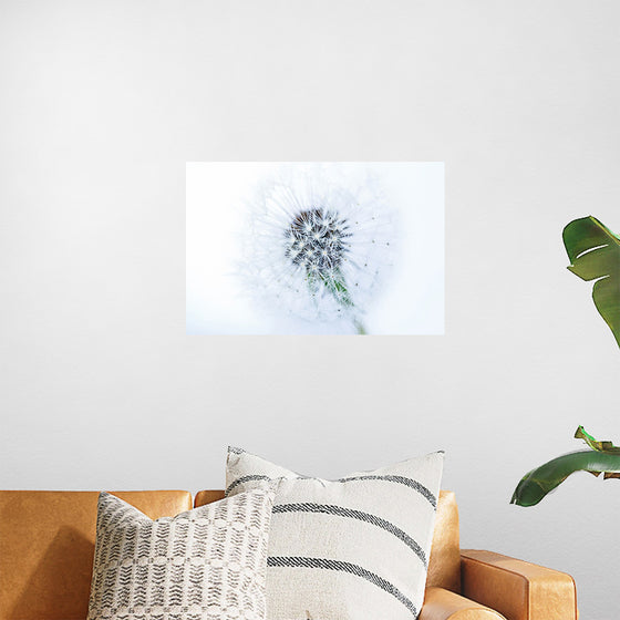 "Dandelion On White Background"