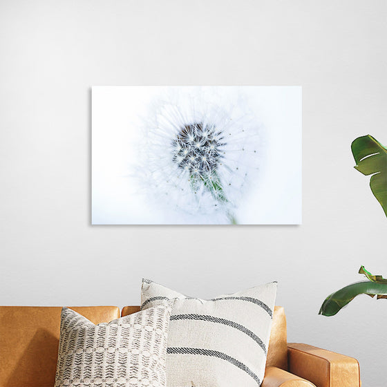 "Dandelion On White Background"