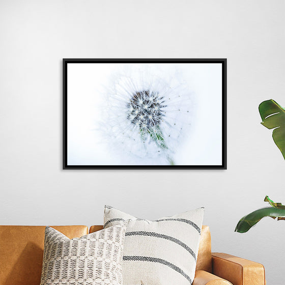 "Dandelion On White Background"