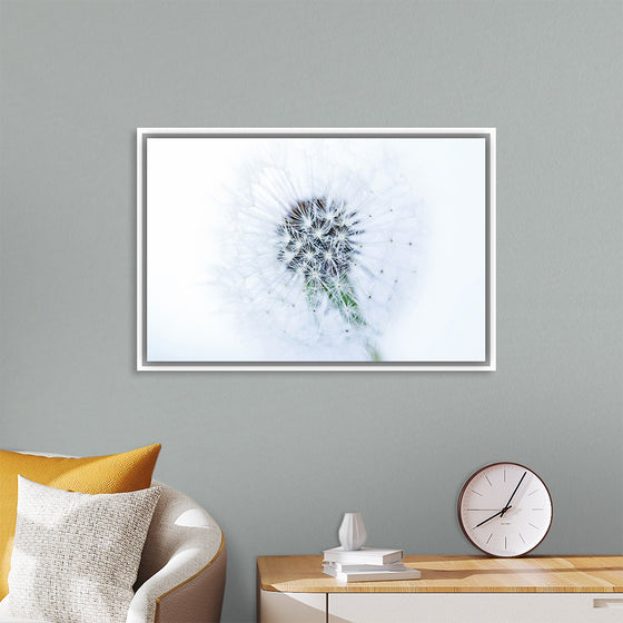 "Dandelion On White Background"