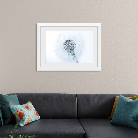 "Dandelion On White Background"