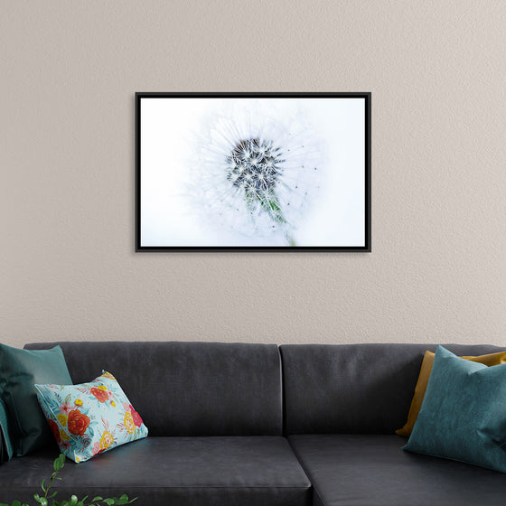 "Dandelion On White Background"