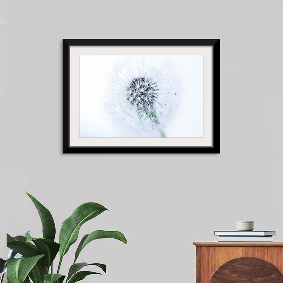 "Dandelion On White Background"