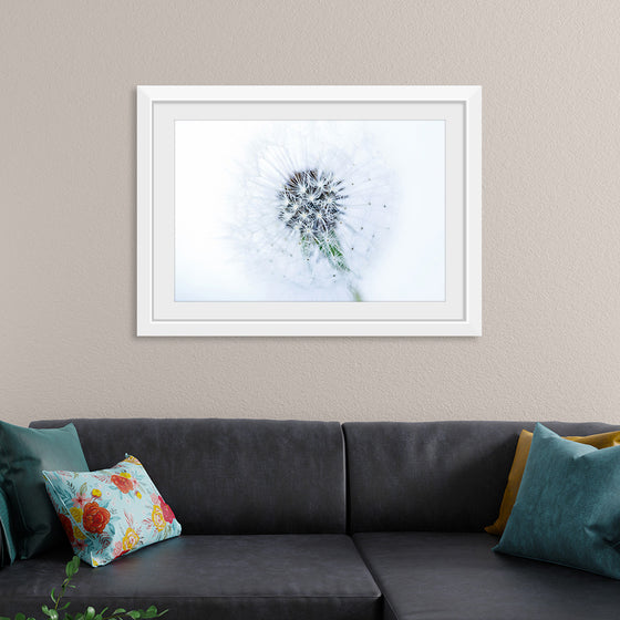 "Dandelion On White Background"