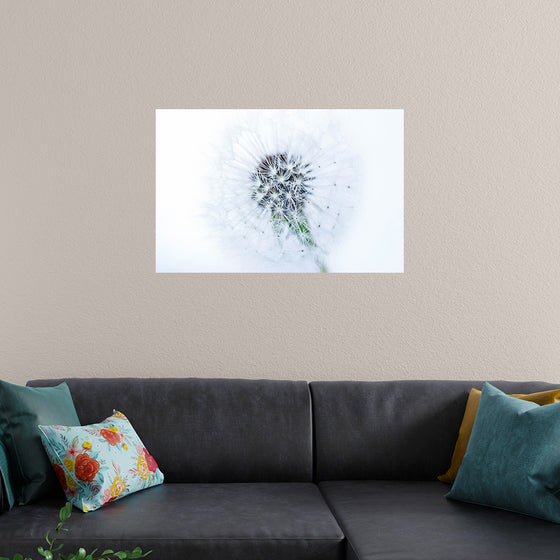 "Dandelion On White Background"