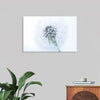 "Dandelion On White Background"