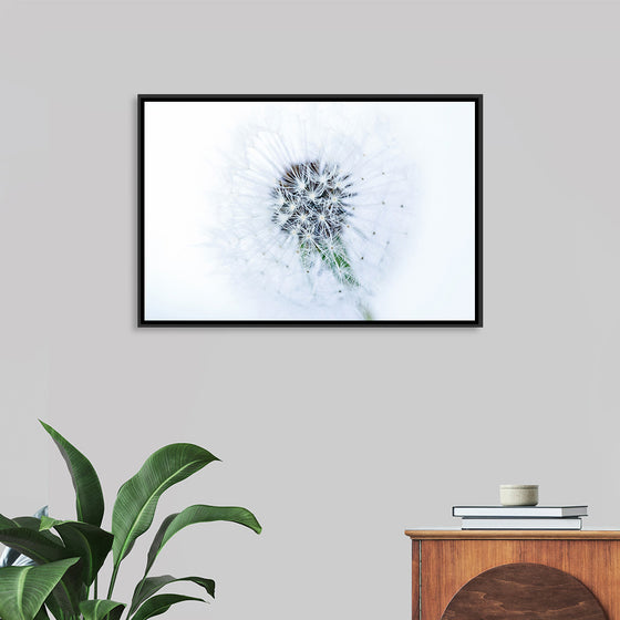 "Dandelion On White Background"