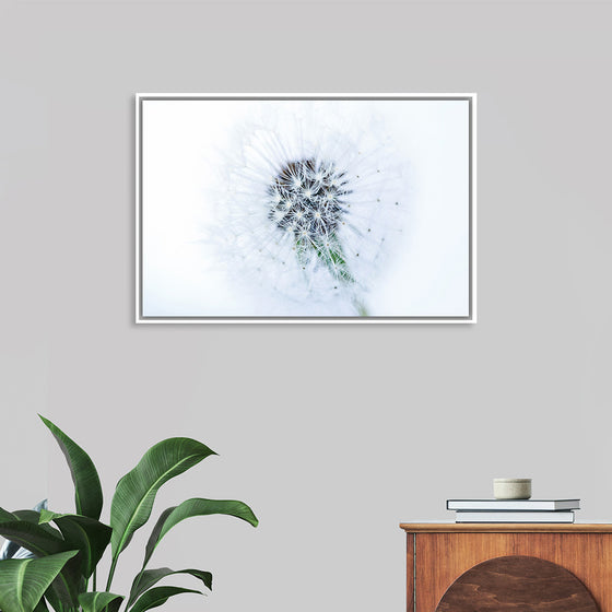 "Dandelion On White Background"