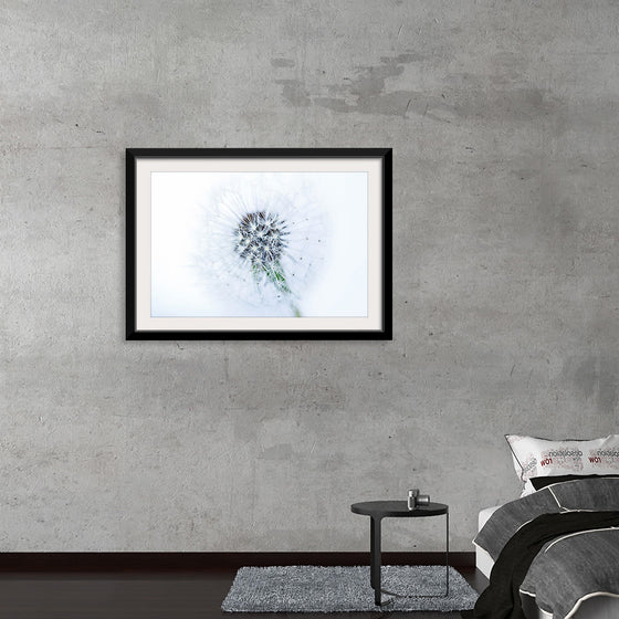 "Dandelion On White Background"