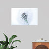 "Dandelion On White Background"