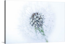 In a world of white, a solitary dandelion emerges, captivating hearts with its delicate allure. Its fluffy seeds, carried by the wind, symbolize hope and new beginnings. This stunning artwork captures the essence of nature's resilience and the fleeting moments that make life extraordinary.