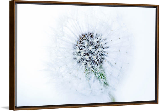 "Dandelion On White Background"