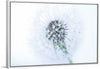 "Dandelion On White Background"