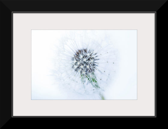 "Dandelion On White Background"