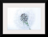 "Dandelion On White Background"