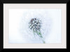 "Dandelion On White Background"