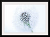 "Dandelion On White Background"