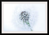 "Dandelion On White Background"