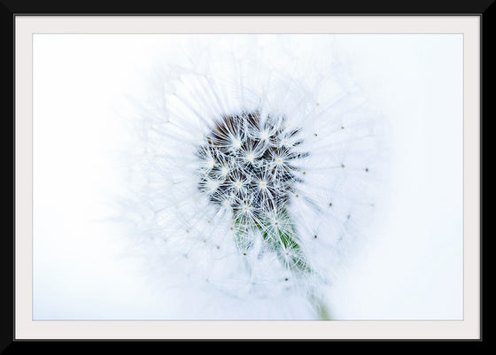 "Dandelion On White Background"