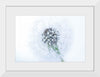 "Dandelion On White Background"