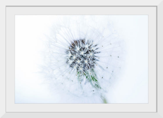 "Dandelion On White Background"