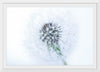 "Dandelion On White Background"