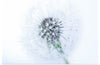 "Dandelion On White Background"