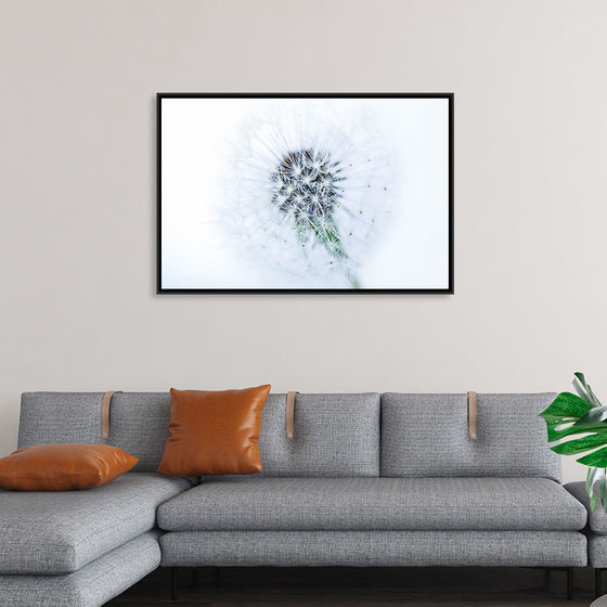 "Dandelion On White Background"