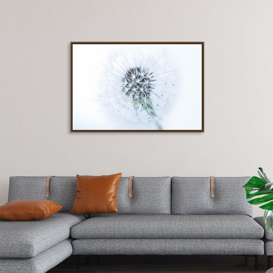 "Dandelion On White Background"