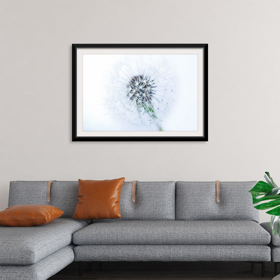 "Dandelion On White Background"