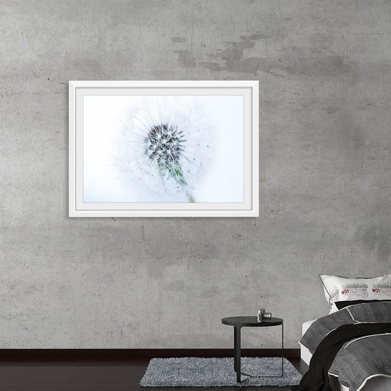 "Dandelion On White Background"
