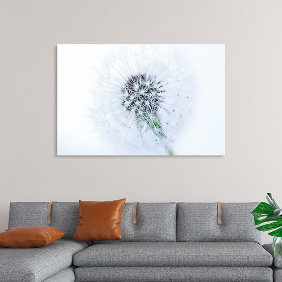 "Dandelion On White Background"