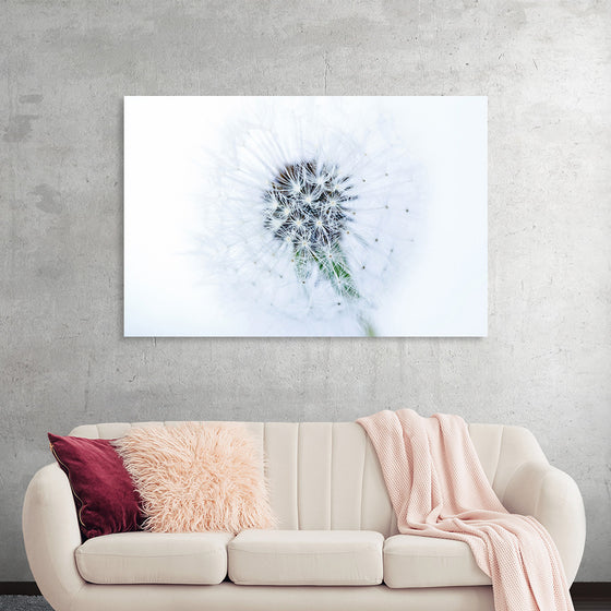 "Dandelion On White Background"