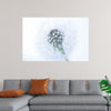 "Dandelion On White Background"