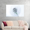 "Dandelion On White Background"