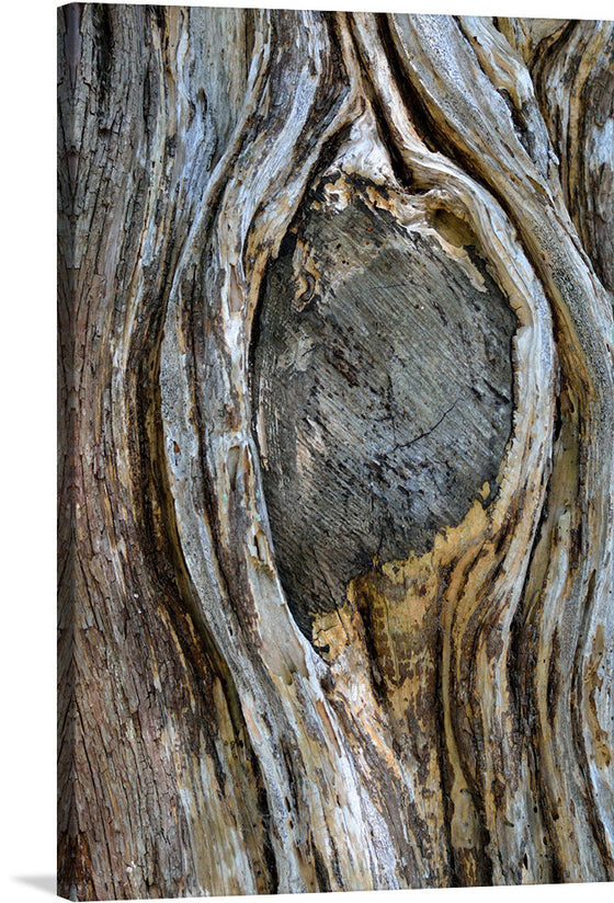 “Tree Knot”: A mesmerizing artwork capturing the intricate beauty of nature in its rawest form. The print reveals the detailed textures and patterns of a tree’s bark, encircling a prominent knot that stands as the centerpiece of this natural masterpiece. Every line, curve, and color gradient tells a story of growth, resilience, and the unyielding passage of time.