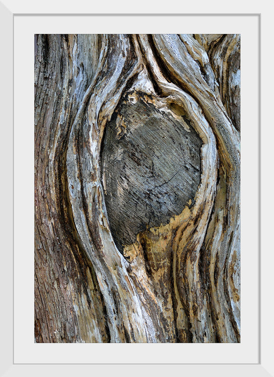 "Tree Knot"