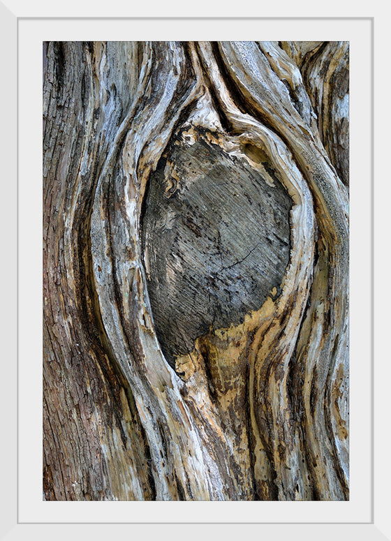 "Tree Knot"