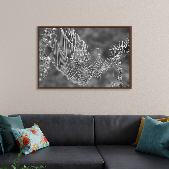 "Spider Web, Web Drops, Macro"