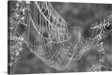  Adorn your space with the mesmerizing intricacy of nature captured in this exquisite print. The artwork features a delicate spider’s web, glistening with dew, woven meticulously between two branches. Each strand of the web is highlighted, showcasing a masterpiece of natural engineering and artistry.